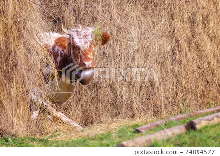 cow cow 24094577