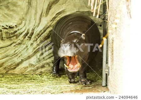 Ueno Zoo hippopotamus 24094646