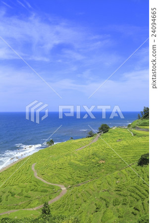 White rice 1,000 sheets 24094665