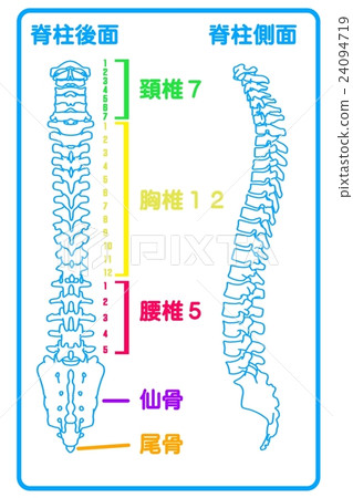脊柱（後方） 24094719