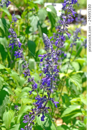 植物：薰衣草鼠尾草 24095380