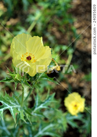 Plant: Azamisge poppy Plant: Azamisge poppy 24095609