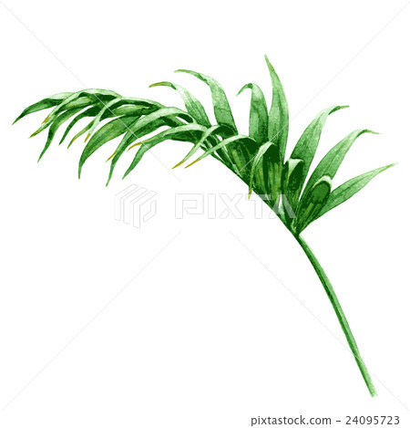 Palm Leaf on White Palm Leaf on White 24095723
