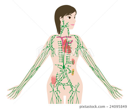 Women's body and lymphatic illustration illustration 24095849
