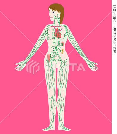 婦女的身體和淋巴例證例證 婦女的身體和淋巴例證例證 24095851