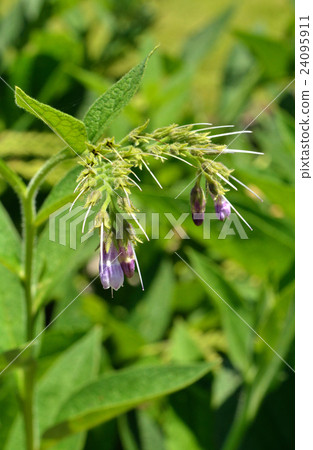 植物：Milasqueidae 24095911