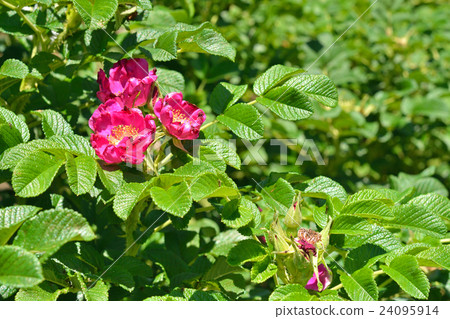 樹：Hamanas玫瑰家族 24095914