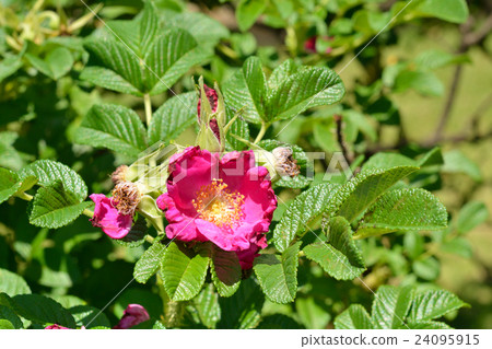 樹：Hamanas玫瑰家族 24095915