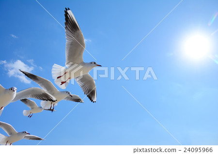 A group of seagulls that fly blue sky A group of seagulls that fly blue sky 24095966