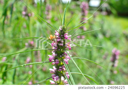 植物:Mehadipisaceae 植物:Mehadipisaceae 24096225