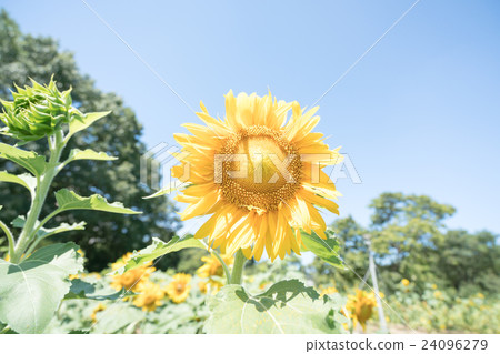 Sunflower at Osaka City Nagai Botanical Garden (Osaka Scenery) 24096279