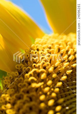 Sunflower at Osaka City Nagai Botanical Garden (Osaka Scenery) Sunflower at Osaka City Nagai Botanical Garden (Osaka Scenery) 24096281