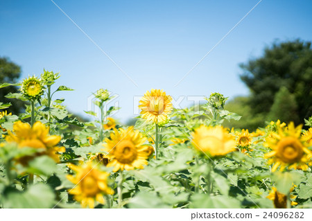 Sunflower at Osaka City Nagai Botanical Garden (Osaka Scenery) 24096282