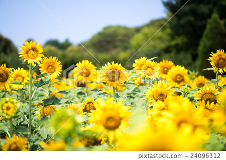 Sunflower at Osaka City Nagai Botanical Garden (Osaka Scenery) 24096312
