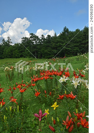 Lily of Hunter Mountain 24096890