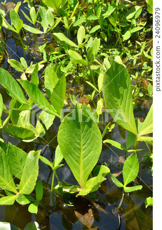 植物：Mitogaussiae Midweed 24096979