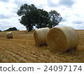 Wheat straw roll 1 in the wheat field of England England 24097174