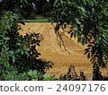 British England's post-harvest wheat field and wheat straw roll 3 24097176