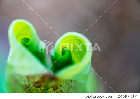 在Nishinokyo·Kikoji（奈良縣的風景）拍蓮花 24097437