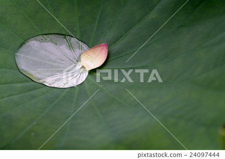 在Nishinokyo·Kikoji（奈良縣的風景）拍蓮花 24097444