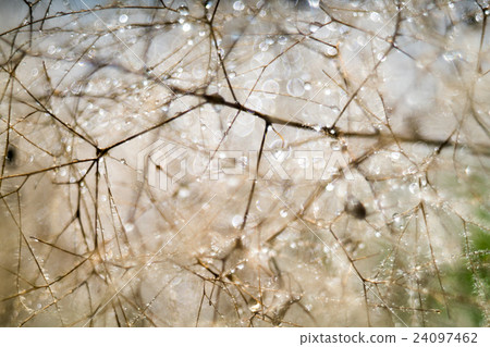 Pentacon AV 80 F 2.8 (Trioplan 100 F 2.8) Old lens bubble blur 24097462