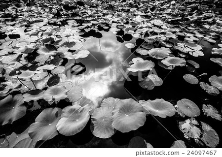 Ancient lotus of Nagai Botanical Garden (landscape in Osaka) 24097467