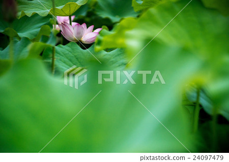 藤原宮遺址的蓮花田(奈良縣的風景) 藤原宮遺址的蓮花田(奈良縣的風景) 24097479