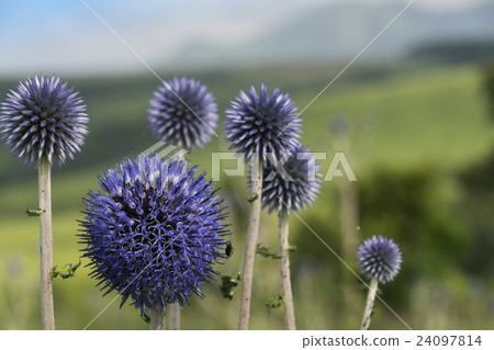 Higotai公園 24097814