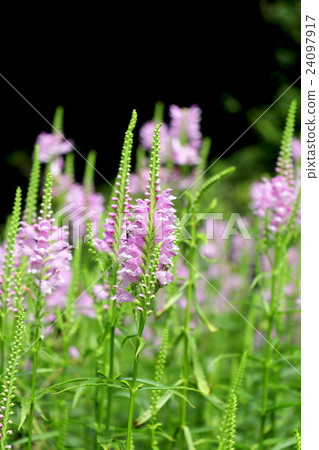 Kctrano Kctrano 24097917