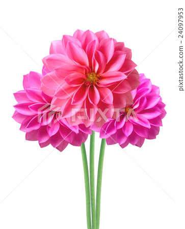 Dahlia Autumn flowers isolated on white 24097953