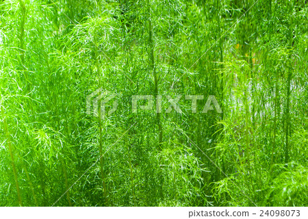 Green plant background Green plant background 24098073
