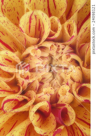 Yellow flower petals, macro of chrysanthemum 24098121