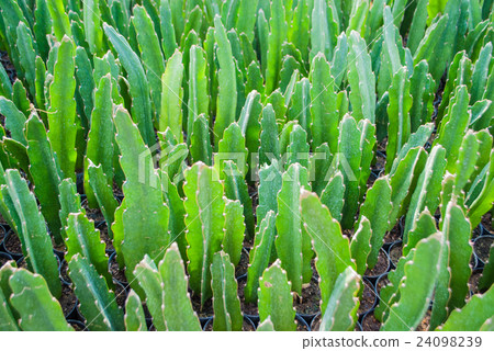 Small green cactus selective focus in flowerpot Small green cactus selective focus in flowerpot 24098239
