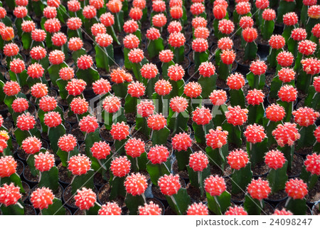 Small red cactus selective focus in flowerpot Small red cactus selective focus in flowerpot 24098247