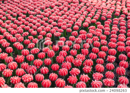 Small red cactus selective focus in flowerpot 24098263