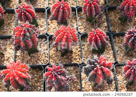 Small red cactus selective focus in flowerpot 24098287