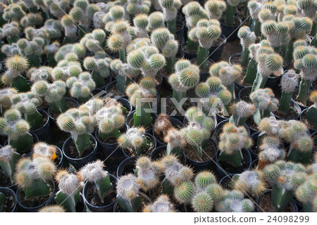 Small green cactus selective focus in flowerpot Small green cactus selective focus in flowerpot 24098299