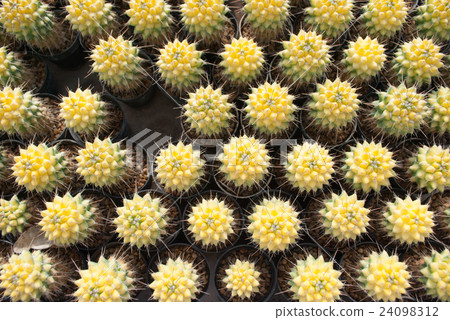 Top view of small yellow cactus selective focus 24098312