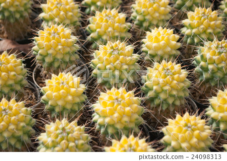 Small yellow cactus selective focus in flowerpot Small yellow cactus selective focus in flowerpot 24098313