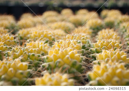 Small yellow cactus selective focus in flowerpot Small yellow cactus selective focus in flowerpot 24098315
