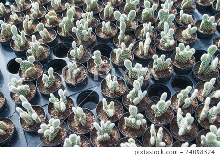 Small green cactus selective focus in flowerpot Small green cactus selective focus in flowerpot 24098324