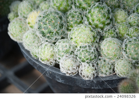 Small green cactus selective focus in flowerpot Small green cactus selective focus in flowerpot 24098326