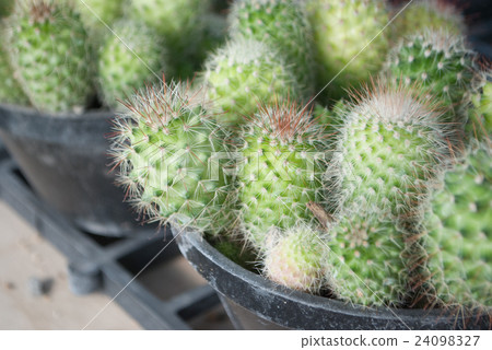 Small green cactus selective focus in flowerpot Small green cactus selective focus in flowerpot 24098327