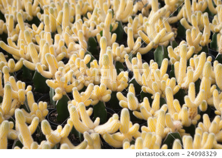 Small yellow cactus selective focus in flowerpot Small yellow cactus selective focus in flowerpot 24098329