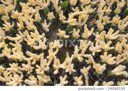 Top view of small yellow cactus selective focus Top view of small yellow cactus selective focus 24098330