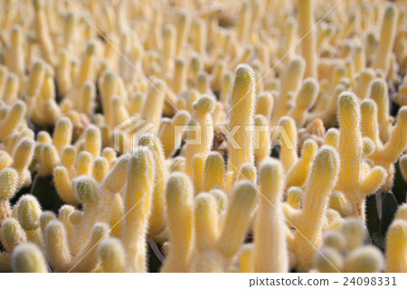 Small yellow cactus selective focus in flowerpot Small yellow cactus selective focus in flowerpot 24098331