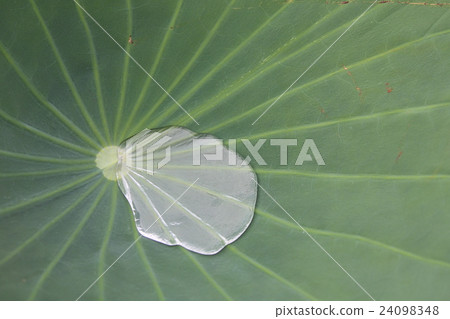 一朵蓮花 一朵蓮花 24098348