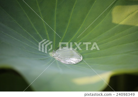 一朵蓮花 一朵蓮花 24098349