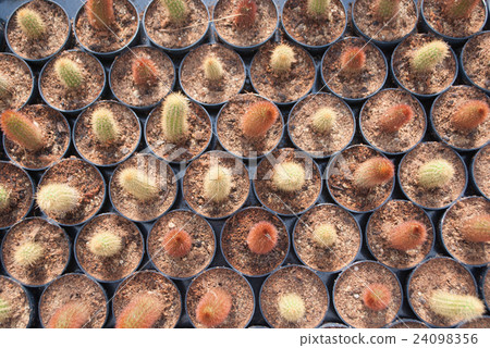 Top view of small green cactus selective focus Top view of small green cactus selective focus 24098356