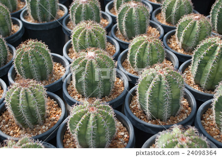 Small green cactus selective focus in flowerpot Small green cactus selective focus in flowerpot 24098364